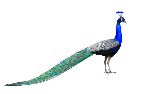 Fototapeta Peacock