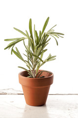 Fresh rosemary in a clay pot on white background.
