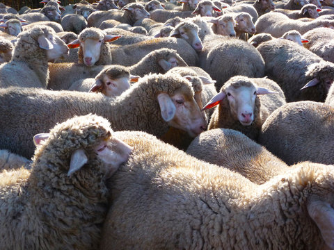 Viele Schafe - Schafherde auf der Weide, Haltung von Schafen und deren Einsatz bei der Grünpflege im Landschaftraum, Gewinn von Wolle und Schaffleisch