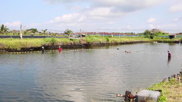 Fishermen are harvesting shrimp from shrimp pond in THAILAND