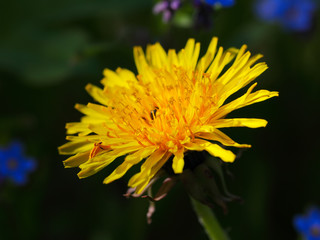 yellow dandelion flower