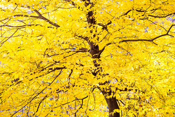 Autumn tree with yellow leaves foliage