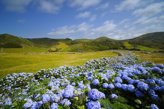 Flores,  hydrangea wild field, azores, portugal