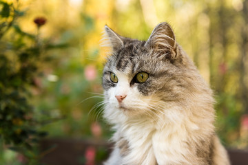 Cat looking at something on a sunny day
