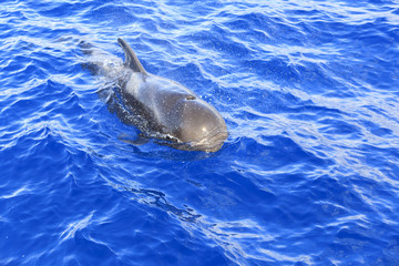 Grindwal (Globicephala melas) vor Teneriffa