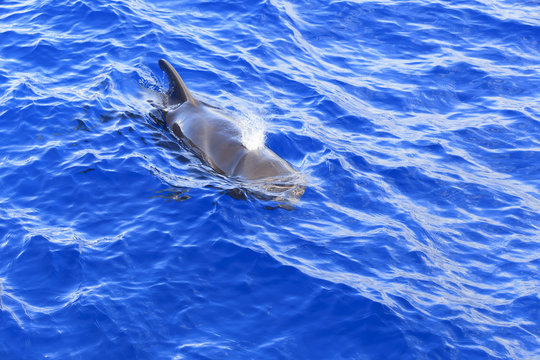 Grindwal (Globicephala melas) vor Teneriffa