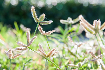 Grass Flower in the summer of Thailand