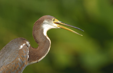 Tricolored Heron (Egretta tricolor),  Wakodahatchee Wetlands, Delray Beach, Florida, USA