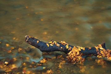 Branch on the water autumn leaves