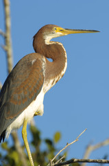 Tricolored Heron (Egretta tricolor), close-up of head,  Arthur R Marshall National Wildlife Reserve - Loxahatchee, Florida, USA.