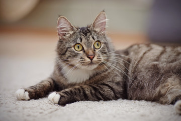 Fototapeta na wymiar Striped domestic cat with yellow eyes