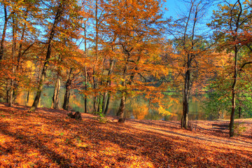 Forest along Lake in the autumn, HDR image