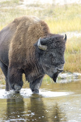 American Bison (Bison bison) crossing river, Yellowstone National Park, Wyoming, USA 