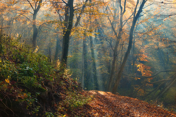 Amazing sunrays of colorful dreamy autumn forest