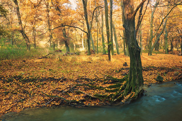 Flowing stream on autumn forest