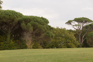 Path in the autumn park.