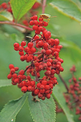 Beeren des Traubenholunder