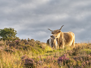 Highland cattle amongst heather on Exmoor, Somerset,UK. Cow with calf, evening light.