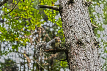 Squirrel over the plant in the park