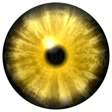 Yellow animal eye with small pupil and black retina. Dark colorful iris around pupil, detail of eye bulb.