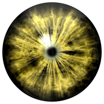 Yellow animal eye with small pupil and black retina. Dark colorful iris around pupil, detail of eye bulb.