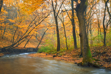 Flowing stream on colorful autumn forest