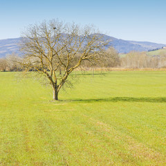 Isolated tree in a tuscany grass field - (Tuscany - Italy)