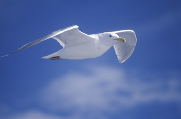 Seagull flying over Martha's Vineyard, MA