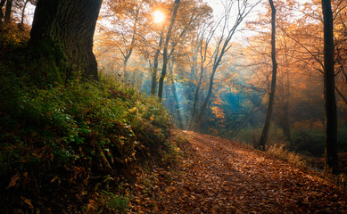Amazing rays of light in autumn forest