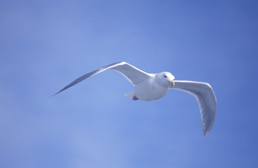Seagull flying over Martha's Vineyard, MA