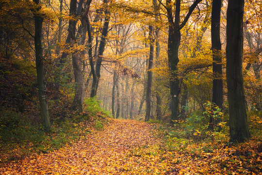 Autumn forest road scene