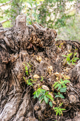 Brown trunk of a broken tree with roots and plants in a field
