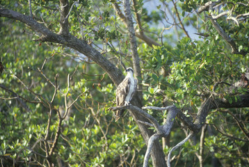 An Osprey sits in a tree at Everglades National Park, 10,000 Islands, FL