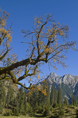 Ahornbaum im Karwendel