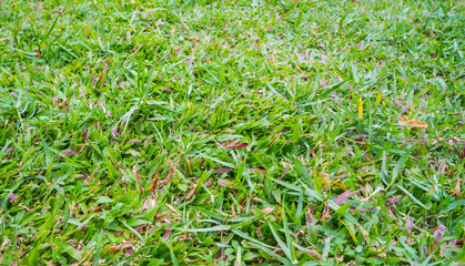 Vivid green malaysian grass closeup background in perspective.