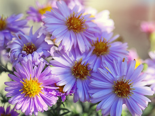 purple Chrysanthemums flowers