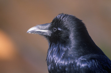 Black crow, Bryce Canyon, UT