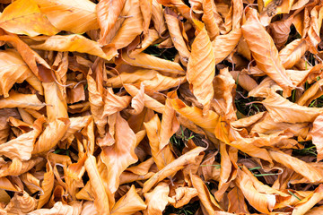 Many fallen leaves from various trees in autumn, Netherlands