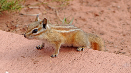Streifenhörnchen/Ein kleines rot-braunes Streifenhörnchen hält Ausschau