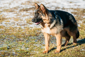 Beautiful Young Brown German Shepherd Puppy Dog Staying