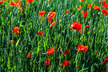red poppy field