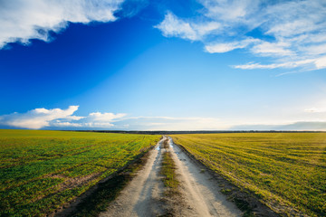 Dirty countryside sandy road in green wheat field. Spring season