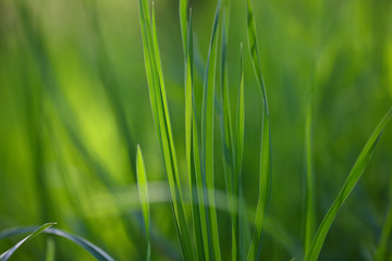 fresh spring grass