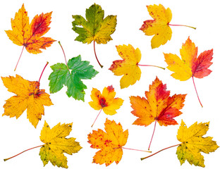collection beautiful colorful autumn leaves isolated on white background