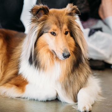 Close Up Portrait Of Shetland Sheepdog, Sheltie, Collie Dog