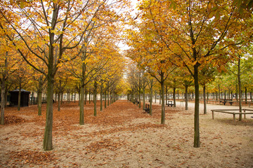 A lonely park in Paris, France with straight lines of trees dressed in the beautifully color of yellow and green.
