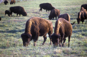 Buffalo grazing on range, Niobrara National Wildlife Refuge, NE