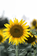 Obraz premium Closeup of sunflower