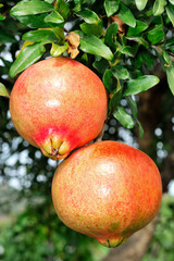 Pomegranate on the branch