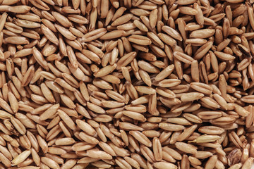 oat seeds
